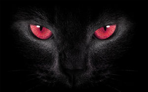 black_cat_red_eyes_by_welshdragon-d7h6iic